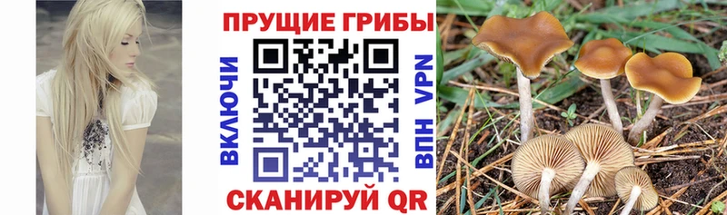 где продают наркотики  Барнаул  Псилоцибиновые грибы мухоморы 
